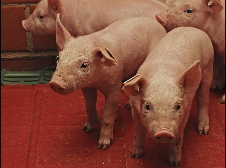 So sehen viele Mastställe aus: Spaltenboden statt frisches Stroh. Foto: Imago