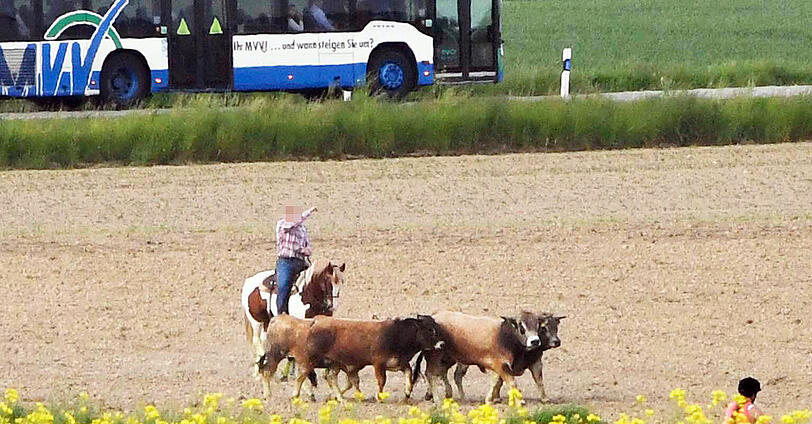 Wildwest in Oberbayern: Trotz zahlreicher Häscher behalten die Jungstiere bislang die Oberhand und entkommen immer wieder.