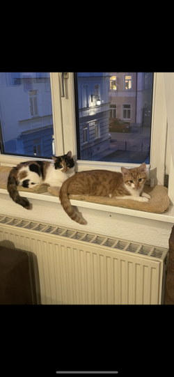 Nelson und Nairobi