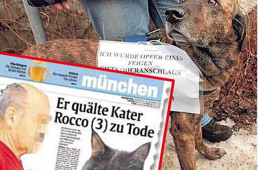 Der Katzenhasser von Moosach: So berichtete die AZ am 30. Dezember über den Vorfall in München.