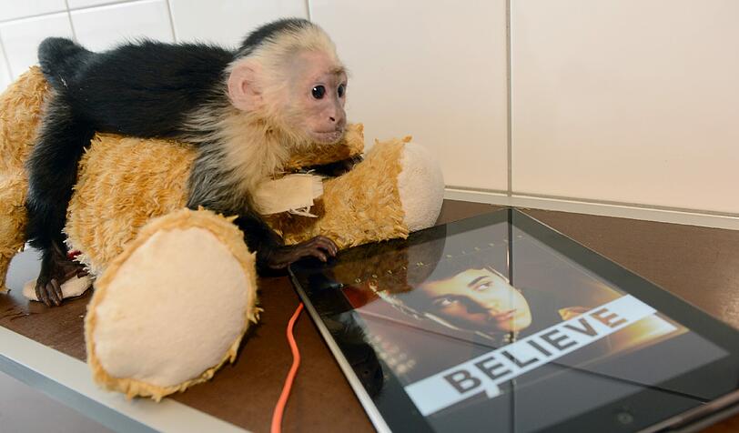 Das wohl berühmteste Tier, das am Münchner Flughafen jemals beschlagnahmt wurde, war &bdquo;Mally&ldquo;, das Kapuzineräffchen von Sänger Justin Bieber. Der Pop-Star konnte bei seiner Einreise im Frühjahr 2013 keine Papiere für den kleinen Primaten vorweisen. &bdquo;Mally&ldquo; zog erst ins Tierheim und von dort in den niedersächsischen Serengeti-Park.
