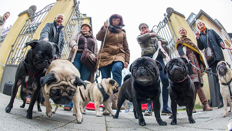 Mops-Parade vorm Amtsgericht in Ingolstadt - der Anlass ist der Prozess um Hundedame "Emma". Mops-Parade vorm Amtsgericht in Ingolstadt - der Anlass ist der Prozess um Hundedame "Emma".