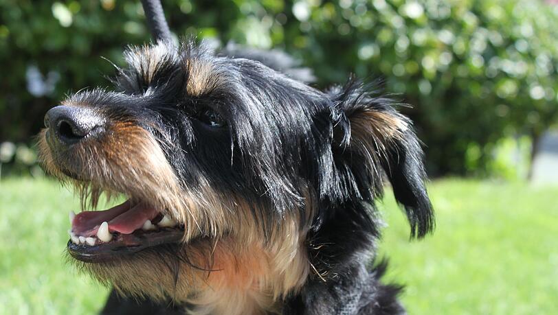 Nelly lassen ihre Besitzer in Haar zurück: Sie binden die Mischlingshündin an einen Baum und legen einen Plastiksack mit Futternäpfen neben das Tier. Nelly lassen ihre Besitzer in Haar zurück: Sie binden die Mischlingshündin an einen Baum und legen einen Plastiksack mit Futternäpfen neben das Tier.