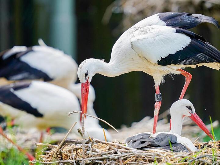 Ein Weißstorch legt einen Ast in sein Nest. Foto: Uwe Anspach/dpa