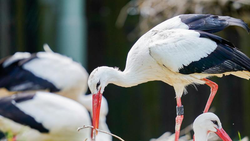 Ein Weißstorch legt einen Ast in sein Nest. Foto: Uwe Anspach/dpa Ein Weißstorch legt einen Ast in sein Nest. Foto: Uwe Anspach/dpa