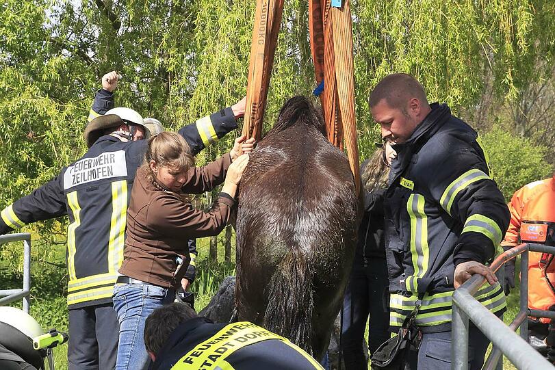 Die Shetland-Stute "Hastika" konnte von den Feuerwehrleuten gerettet werden.