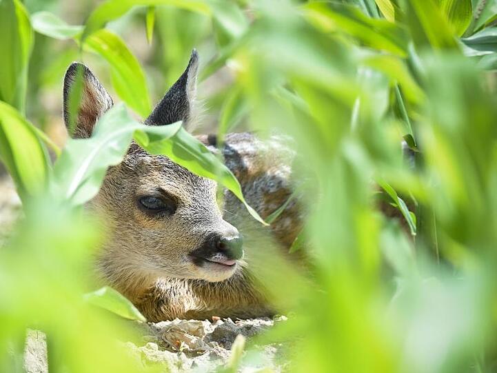Ein kleines Rehkitz liegt in einem Maisfeld. Foto: Patrick Pleul/dpa-Zentralbild/dpa/Archivbild