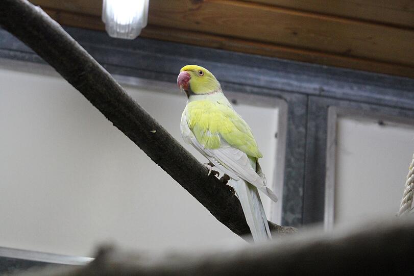 Der zurückhaltende Halsbandsittich Borb (18) sucht seinen Schwarm! Das Kerlchen wünscht sich ein tolles Zuhause mit einer bereits vorhandenen Henne oder Anschluss an einen Halsbandsittichschwarm. Ein Vogelzimmer oder eine Außenvoliere wären schön.
