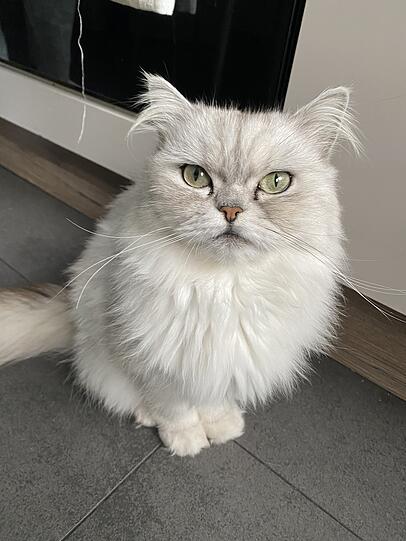 Chiara