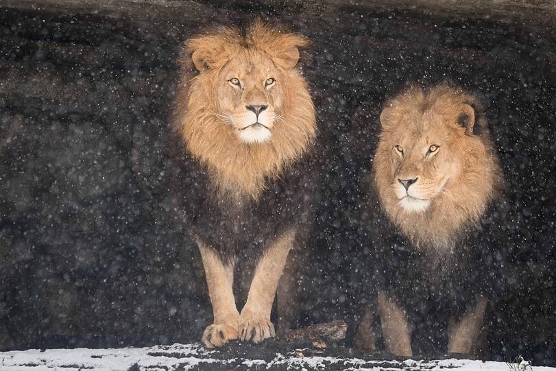 Die Löwen trotzen mit ihren dicken Mähnen dem Schneetreiben.