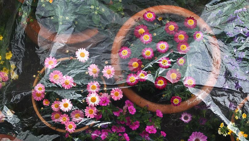 In der Nacht k&ouml;nnte es noch mal frostig werden - nicht gut f&uuml;r empfindliche Pflanzen. (Archivbild)