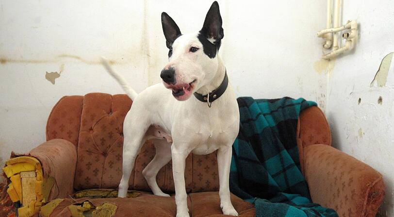 Kategorie 2: Bullterrier