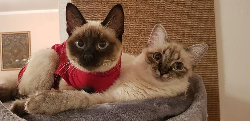 Katzen Yumi (Siamkatze) und Yuki (Birmakatze)
