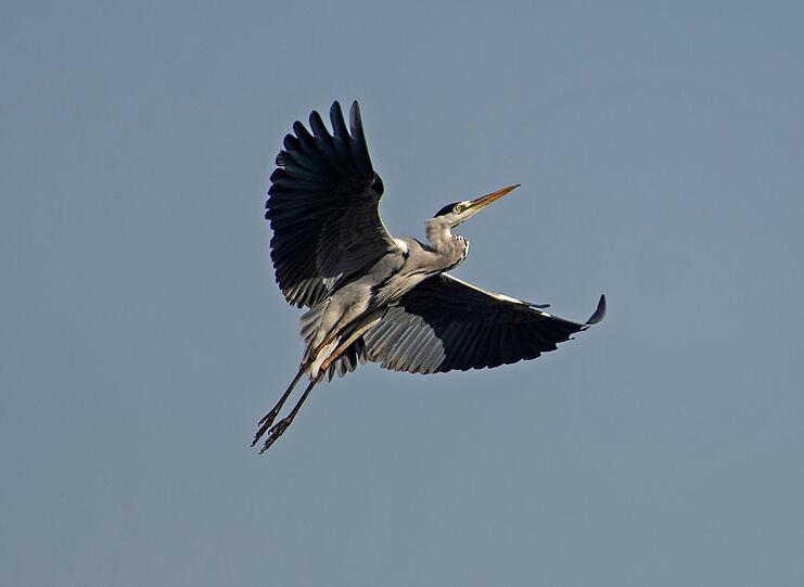 Kranich oder Reiher? Am einfachsten sind die schwarzweißen, langbeinigen Vögel auseinander zu halten, wenn sie durch die Luft schweben: Denn der Graureiher (oder Fischreiher) zieht im Flug den Kopf hoch und sein Hals ist dabei gebogen wie der Buchstabe S (Eselsbrücke: In "Kranich" kommt kein S vor, aber in "Fischreiher"). Kranich oder Reiher? Am einfachsten sind die schwarzweißen, langbeinigen Vögel auseinander zu halten, wenn sie durch die Luft schweben: Denn der Graureiher (oder Fischreiher) zieht im Flug den Kopf hoch und sein Hals ist dabei gebogen wie der Buchstabe S (Eselsbrücke: In "Kranich" kommt kein S vor, aber in "Fischreiher").