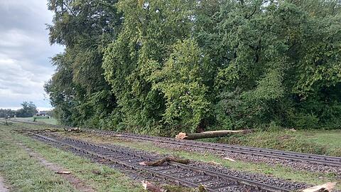 Der Zug war mit hoher Geschwindigkeit unterwegs, als er mit dem Baum zusammenstie&szlig;.