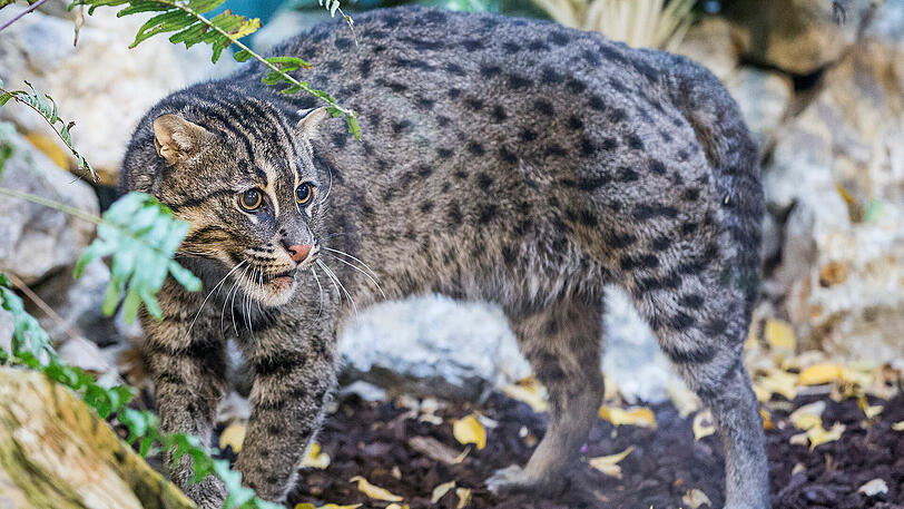 Die neu Fischkatze im tierpark Hellabrunn heißt Sangke