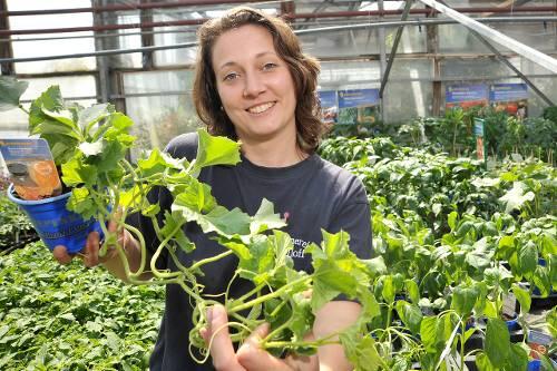Maren Radloff zeigt's: Hier wächst eine Zuckermelone.