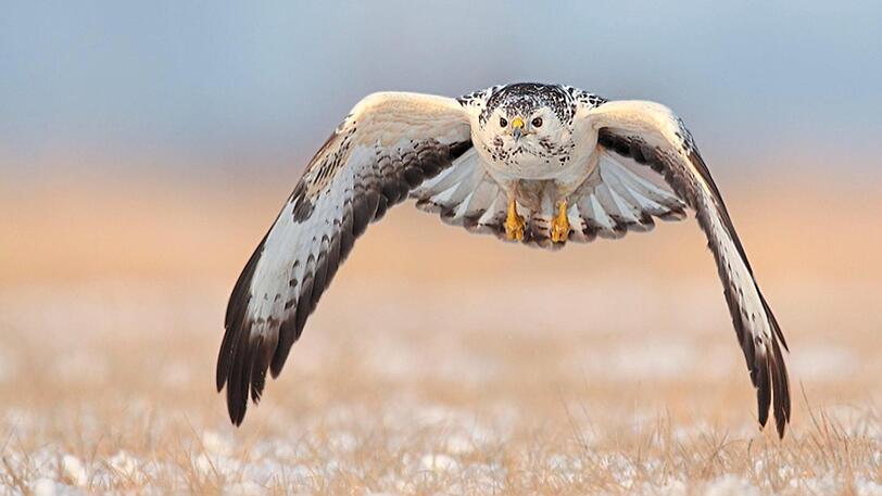 Der Mäusebussard.