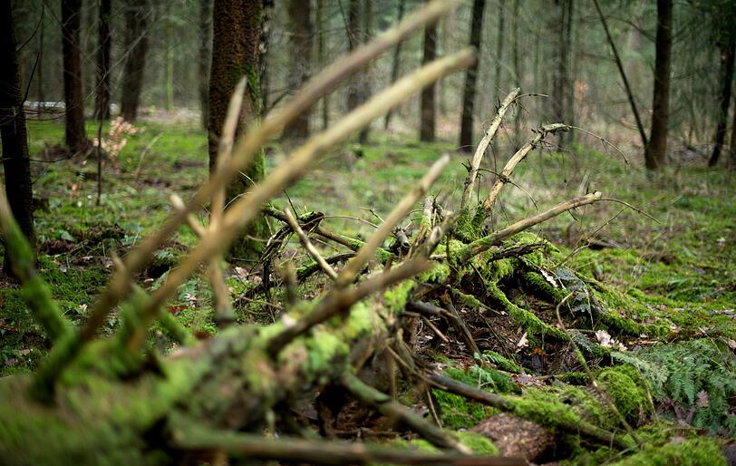 Nach bisherigen Erkenntnissen ist der Mann dort gestorben, wo die Leiche gefunden wurde: In einem Waldstück bei Nürnberg