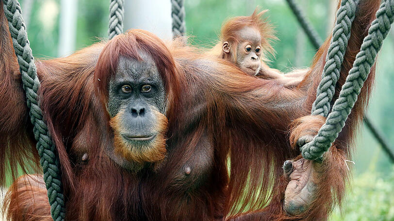 Weitere Bilder vom Foto-Spaziergang durch den Tierpark Hellabrunn am Donnerstagabend.