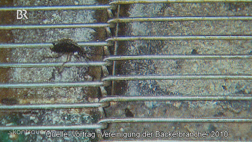 Da dreht's einem den Magen um. Schockierende Fotos aus bayerischen Bäckereien...