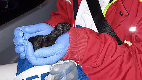 Die Münchner Tierrettung versorgte das ausgesetzte Katzenbaby.