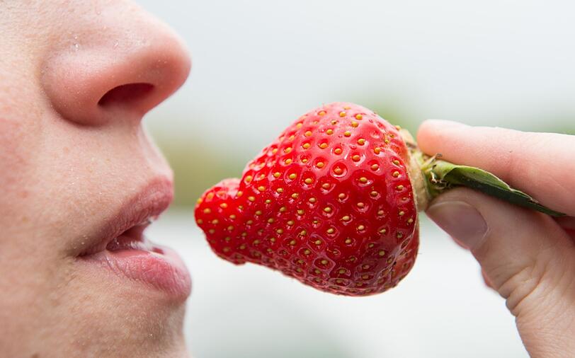 Eine Frau isst am 08.05.2014 auf einem Erdbeer-Betrieb in Fuhlendorf (Schleswig-Holstein) eine Erdbeere. Die Erdbeeren können wegen des milden Winters in diesem Jahr rund drei Wochen früher geerntet werden als im Vorjahr.