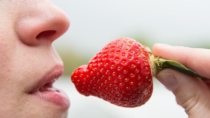 Eine Frau isst am 08.05.2014 auf einem Erdbeer-Betrieb in Fuhlendorf (Schleswig-Holstein) eine Erdbeere. Die Erdbeeren können wegen des milden Winters in diesem Jahr rund drei Wochen früher geerntet werden als im Vorjahr.
