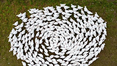 Schnatter, schnatter: Zuchtg&auml;nse laufen &uuml;ber eine Wiese in Sachsen. (Archivbild)
