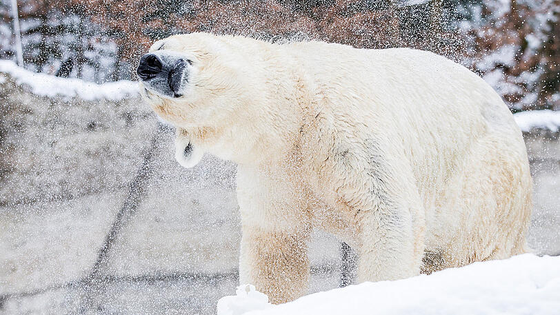 Der Eisbär schüttelt sich das Wasser aus dem Fell.