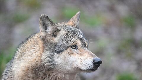 Ein Wolf verletzt eine Frau in der Einkaufsmeile Gro&szlig;e Bergstra&szlig;e. (Symbolbild)