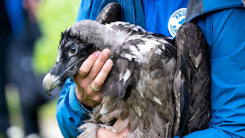 Als Recka ausgewildert wurde, war sie noch klein und konnte nicht fliegen. Jetzt hat sie schon einen Partner. (Archivbild)