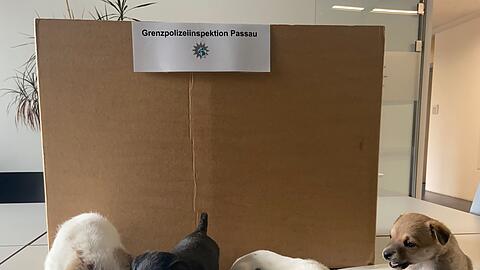 Die Welpen posieren für ein Foto von der Polizei.