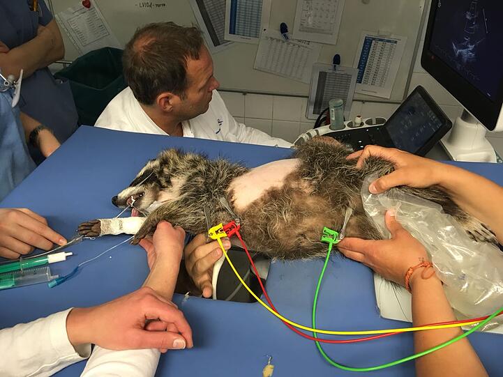 Vor dem Eingriff: An der Stelle, an der die Operation stattfinden wird, haben die Mediziner Jackys Fell aus Hygienegründen abrasiert.