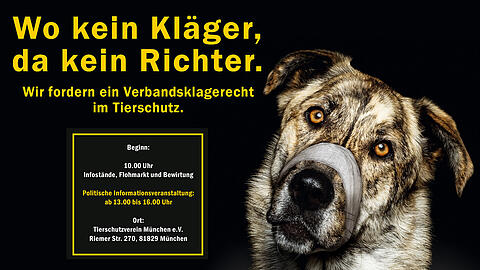 Neben dem Verbandsklagerecht steht beim Tag der offenen Tür im Münchner Tierheim auch illegaler Welpenhandel auf der Tagesordnung.