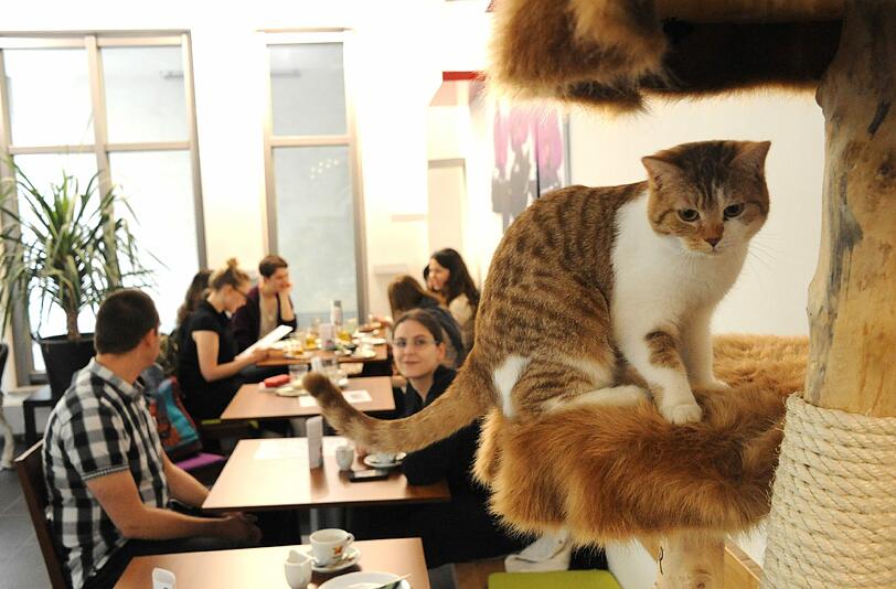 ...auf den Katzenbäumen herumkraxeln.