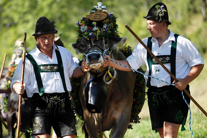 Mit brauchtümlichen Trachten treiben die Bauern ihre prachtvoll geschmückten Kühe ins Tal. Die Bilder vom Almabtrieb!