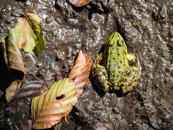 Ein Teichfrosch im Schlick. Foto: Lino Mirgeler/Archivbild
