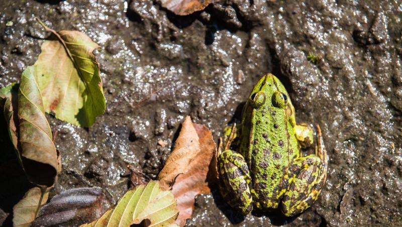 Ein Teichfrosch im Schlick. Foto: Lino Mirgeler/Archivbild Ein Teichfrosch im Schlick. Foto: Lino Mirgeler/Archivbild