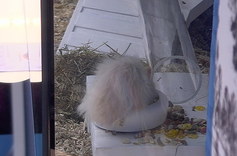 Der Teddyhamster Little Bro genießt sein Leben im Container.