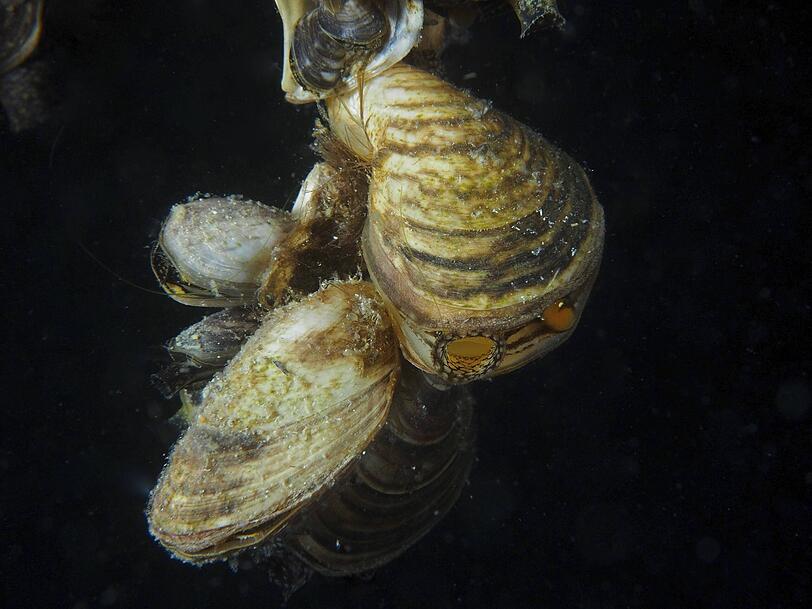 Eine Quagga-Dreikantmuschel.