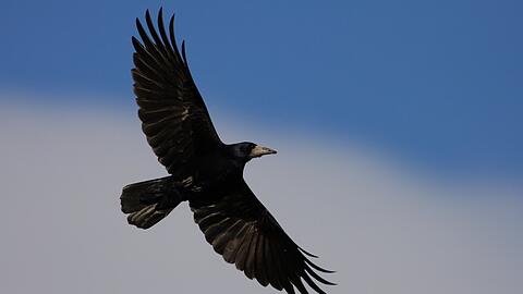 Eine Saatkrähe im Flug.  (Symbolbild)