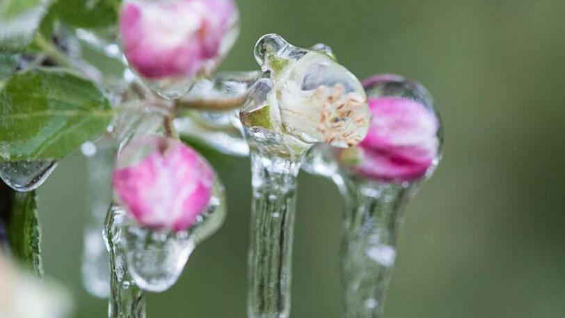 Der später Frost mitten in der Blütezeit im April setzt vielen Apfelbauern zu.