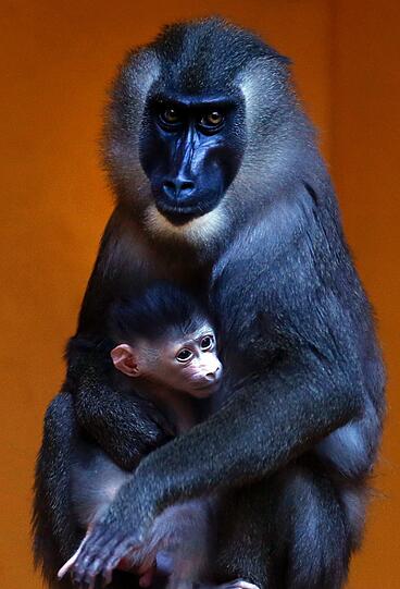 Bilder vom neuen Drill-Baby im Tierpark Hellabrunn