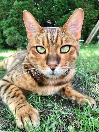 Pebbles