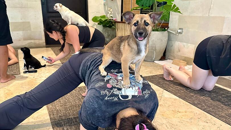 Beim Puppy Yoga springen die Welpen gerne auf den R&uuml;cken der Teilnehmer.