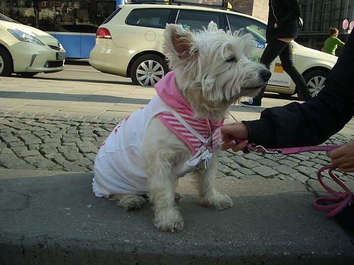 Um die 150 Tierfreunde waren am Rindermarkt, um mit Plakaten, Flyern, Bannern und Gesprächen über die Streunerproblematik und die grausamen Tötungen der Hunde in Rumänien aufzuklären.