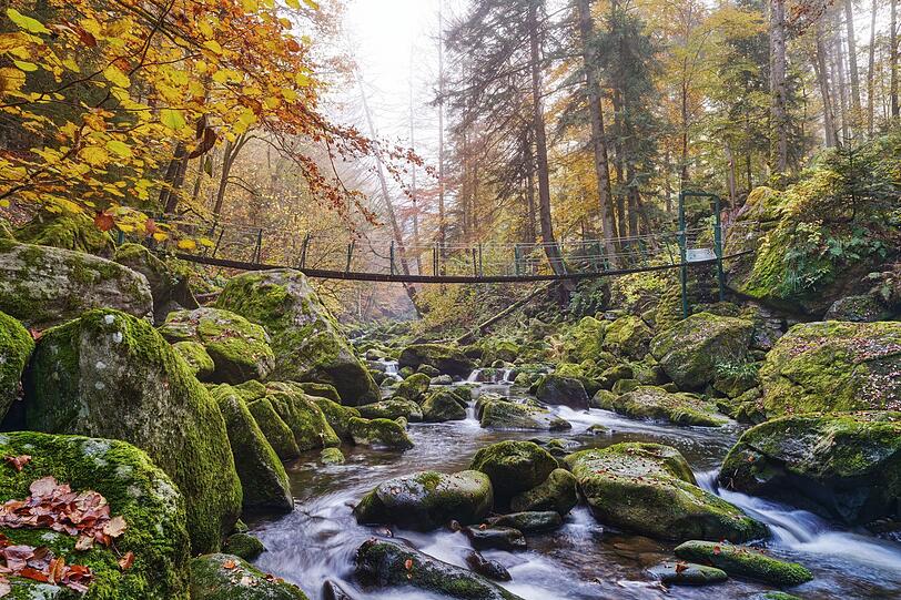 Im Bayerischen Wald, Deutschlands ältestem Nationalpark, darf die Natur seit über fünf Jahrzehnten ihren eigenen Rhythmus bestimmen. Das Ergebnis ist ein besonders artenreicher und farbintensiver Urwald. Ob auf dem Waldwipfelweg in St. Englmar, am Großen Arber oder auf Wanderwegen durch die Wälder - überall eröffnen sich fantastische Aus- und Einblicke über und in die bunten Herbstlandschaften. Im Bayerischen Wald, Deutschlands ältestem Nationalpark, darf die Natur seit über fünf Jahrzehnten ihren eigenen Rhythmus bestimmen. Das Ergebnis ist ein besonders artenreicher und farbintensiver Urwald. Ob auf dem Waldwipfelweg in St. Englmar, am Großen Arber oder auf Wanderwegen durch die Wälder - überall eröffnen sich fantastische Aus- und Einblicke über und in die bunten Herbstlandschaften.