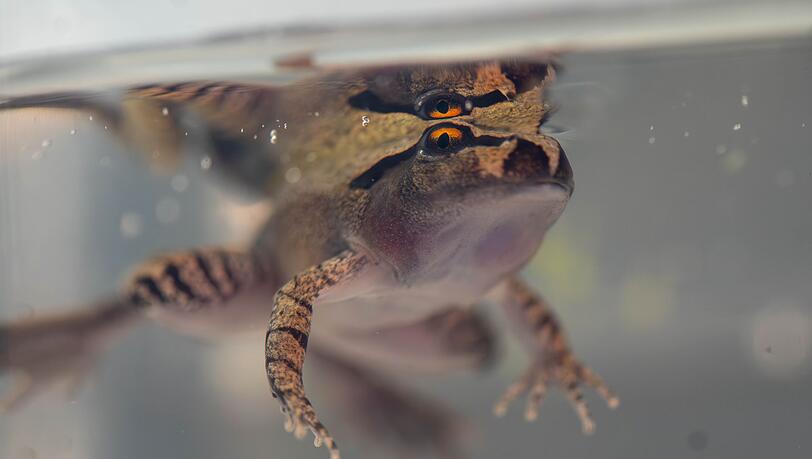 Der S&uuml;dliche Stotterfrosch ist derzeit bei Aussie Ark in allen Entwicklungsstufen zu sehen, auch w&auml;hrend der Metamorphose.