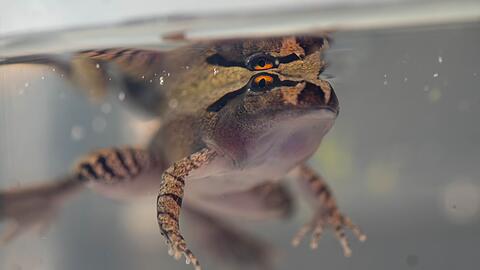 Der S&uuml;dliche Stotterfrosch ist derzeit bei Aussie Ark in allen Entwicklungsstufen zu sehen, auch w&auml;hrend der Metamorphose.
